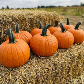 Secretariat, (F1) Pumpkin Seeds